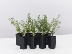 Westringia Fruticosa Jervis Gem