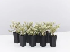 Westringia Fruticosa Peppermint Cream