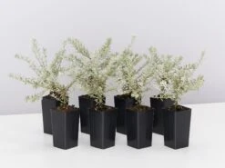 Westringia Fruticosa 'Smokey'