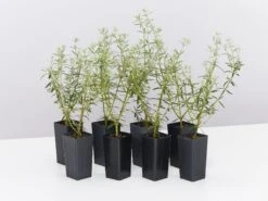 Westringia Wynyabbie Gem