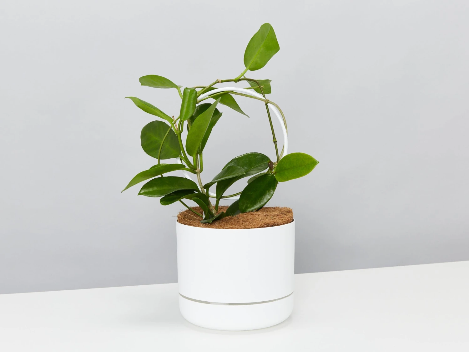 Hoya Gift Box - Includes Pot + Plant Stake + Soil - Image 6