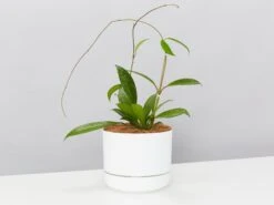 Hoya Pubicalyx - Pot + Plant + Soil