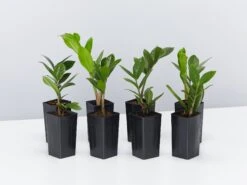 Zamioculcas Zamiifolia Zanzibar Gem