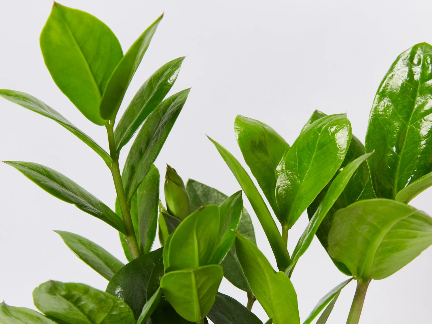 Elho Eco Friendly ♻️Gift Box - ZZ Plant - Image 2