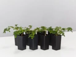 Zieria Prostrata Native Groundcover Plant