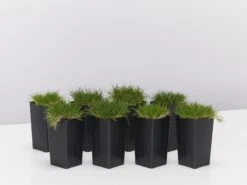 Zoysia Tenuifolia 'No-Mow' Grass Groundcover Pack