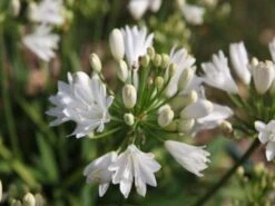 Agapanthus 'Double Diamond'