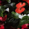 Anthurium Mixed Pack - Large