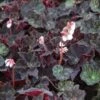 Begonia Black Fancy