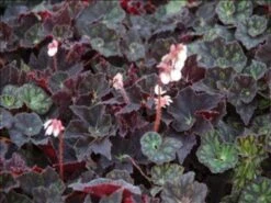 Begonia Black Fancy