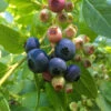 Blueberry Vitality Trees