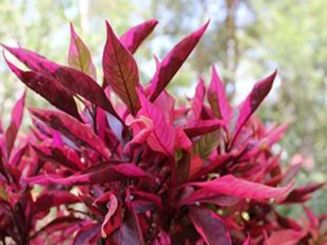 Alternanthera Dentata Brazilian Red Hots™ Plant Pack - Image 2