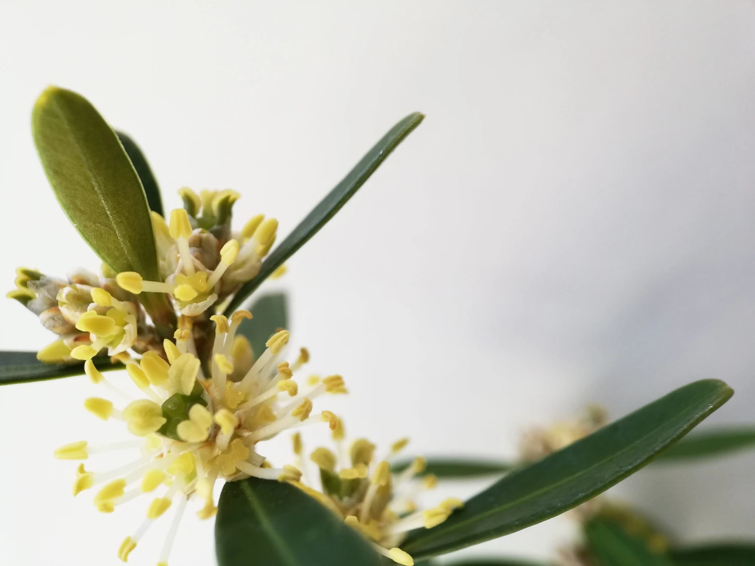 Buxus Harlandii Mystique Low Growing Hedge - Image 2