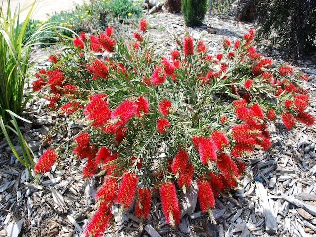 Callistemon Firebrand - Image 2