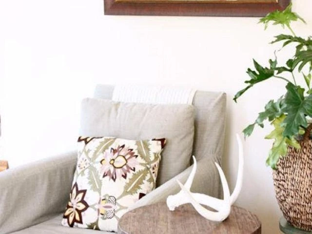 Philodendron Selloum Roystonii - Image 2