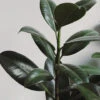 Ficus Elastica Robusta - 85mm
