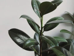 Ficus Elastica Robusta - 85mm