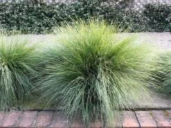 Lomandra Confertifolia