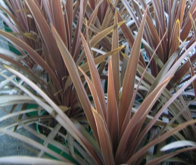 Cordyline Terminalis 'Red Sensation' - Image 2