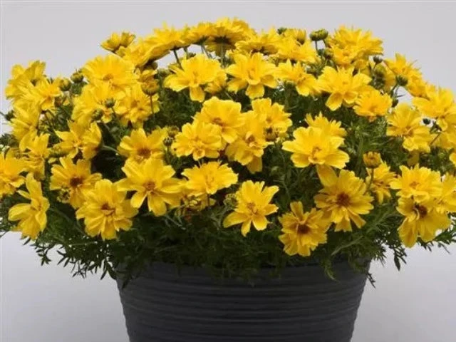 Bidens Sun Drop Double Yellow - Image 3