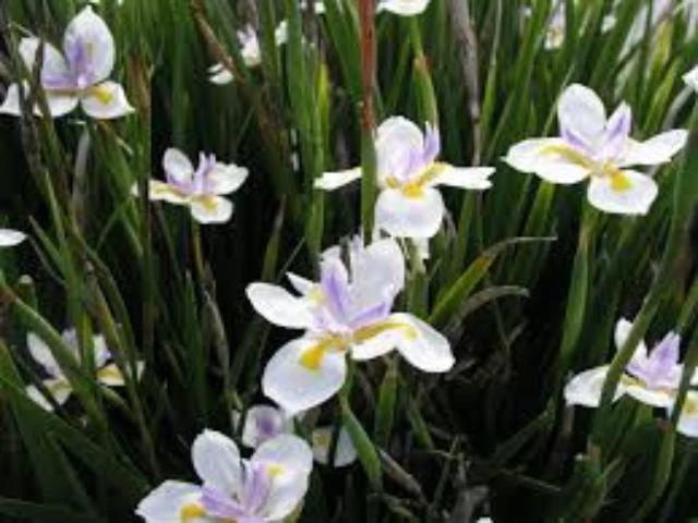 Dietes Grandiflora - Image 2