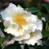 Camellia Sasanqua Setsugekka