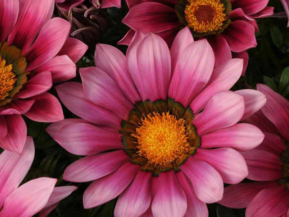 Gazania Rigens Pink ????