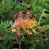 Grevillea Ned Kelly