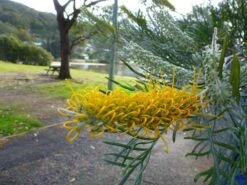 Grevillea Sandra Gordon