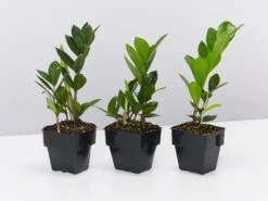 Zamioculcas Zamiifolia - Zanzibar Gem - 85mm