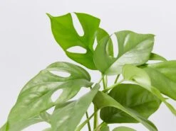 Rhaphidophora Tetrasperma