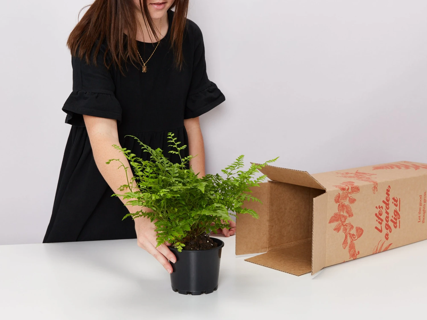 Fern Gift Box - Pot + Plant + Soil - Image 4