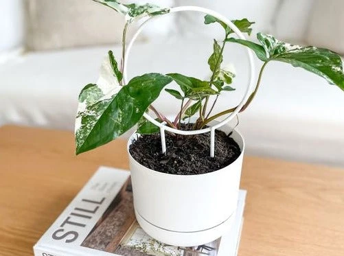 Syngonium Fantasy Variegated - Pot + Plant + Soil - Image 4