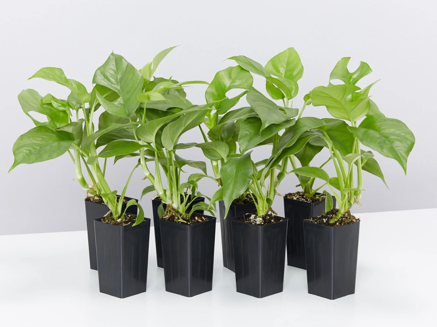 Rhaphidophora Tetrasperma - Image 4