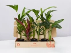 Tropical Mixed Pack 85mm