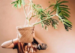 Philodendron Elegans