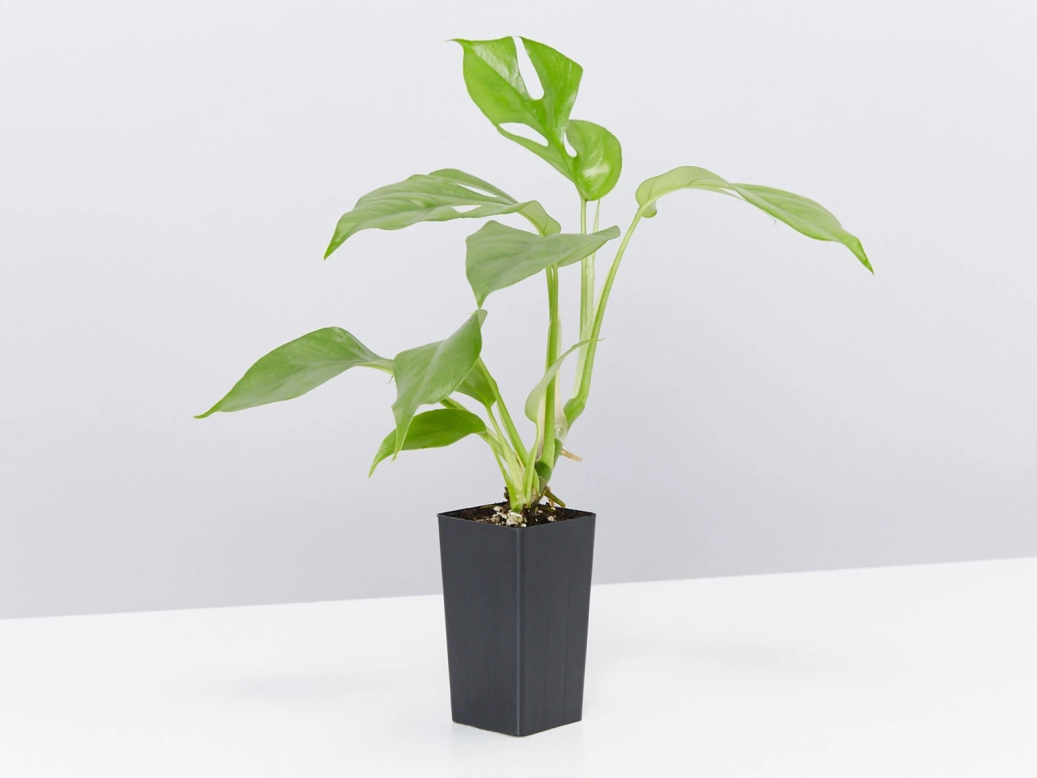 Rhaphidophora Tetrasperma - Image 2