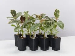 Ficus Elastica Tineke