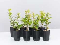 Straight And Narrow™ Syzygium Australe Plant Pack
