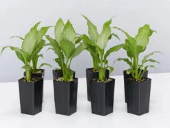 Peace Lily - Platinum Mist