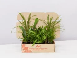 Mixed Fern Box - Large