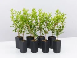 Syzygium 'Aussie Compact'Lilly Pilly Medium Hedge Pack