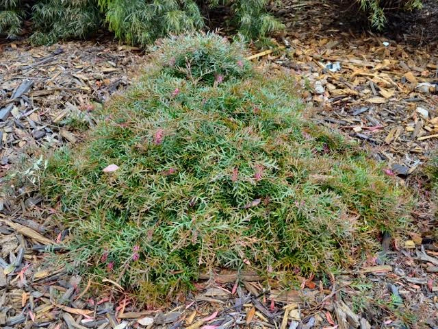 Grevillea Carpet Layer
