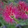 Callistemon Mauve Mist