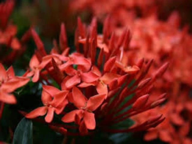 Ixora Red Malay - Image 2