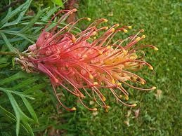Grevillea Banksii "Superb" - Image 2