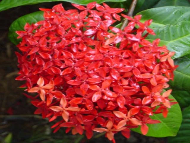 Ixora Red Malay - Image 4