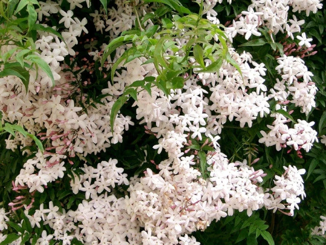 Jasmine Polyanthum Pink Jasmine Climber Pack - Image 3