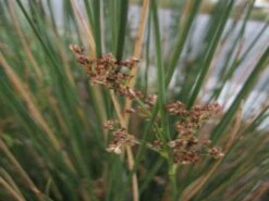 Juncus Kraussii