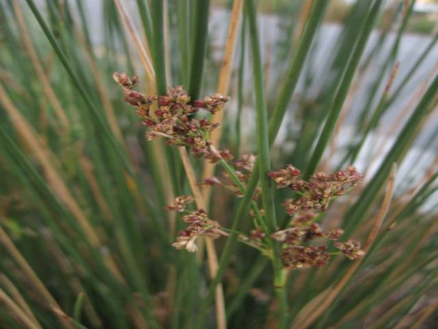 Juncus Kraussii